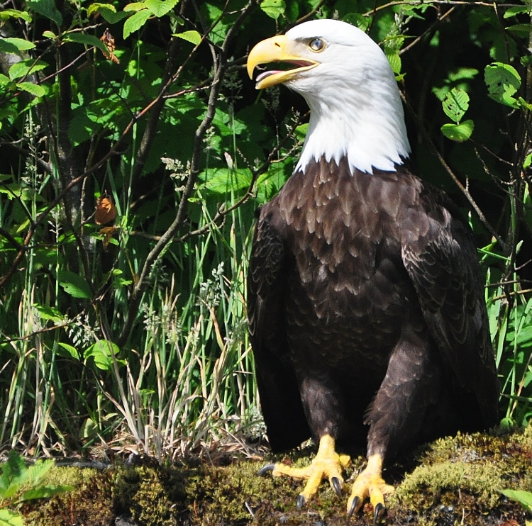 bald eagle perched in tree